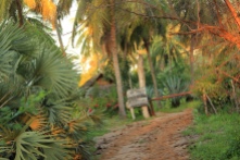 Beautiful Coconut Groves